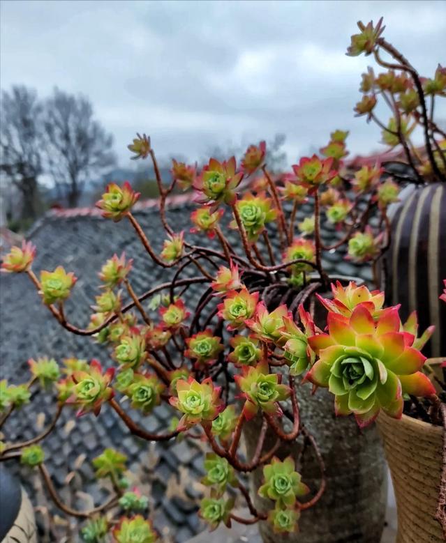 四川29岁太太养多肉从2楼爬到1楼,重庆一位太太屋顶养多肉成网红
