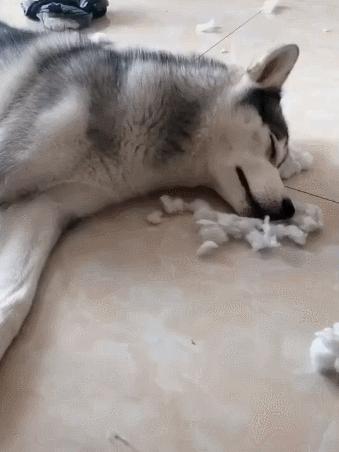 狗狗为什么一摸就拉肚子,狗狗为什么总是露肚皮