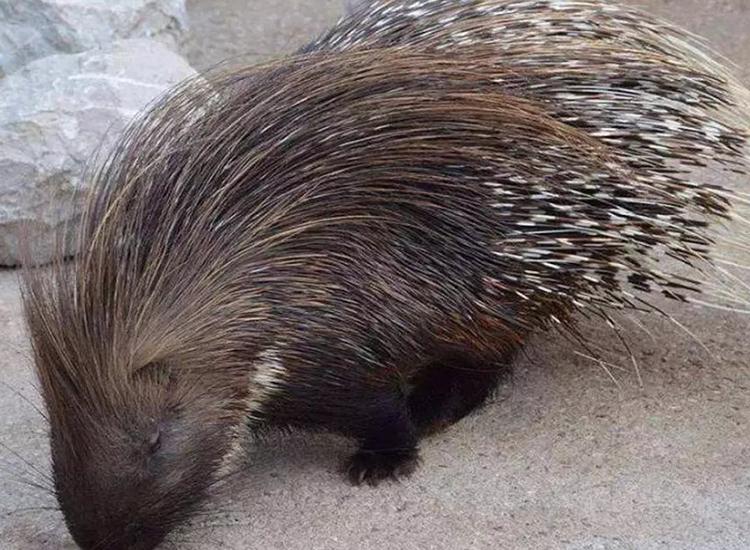 豪猪那么多刺怎么繁衍后代,豪猪身上的刺为什么不会刺伤自己
