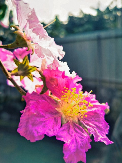 紫薇都市田园直播,紫薇都市田园好玩吗