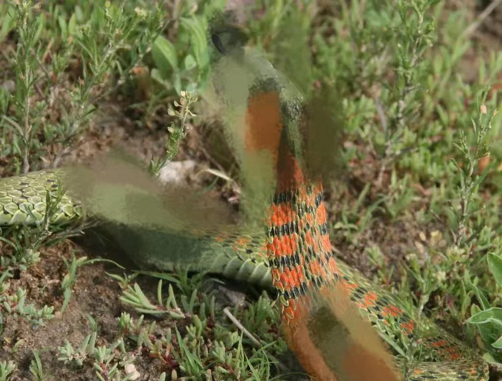 虎斑游蛇鸡冠蛇毒性大吗,十堰最近发现的鸡冠蛇