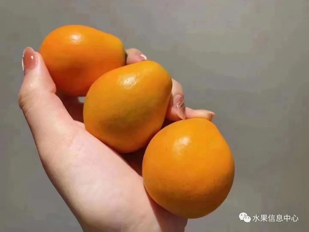 金桔产地视频,金桔多少个品种