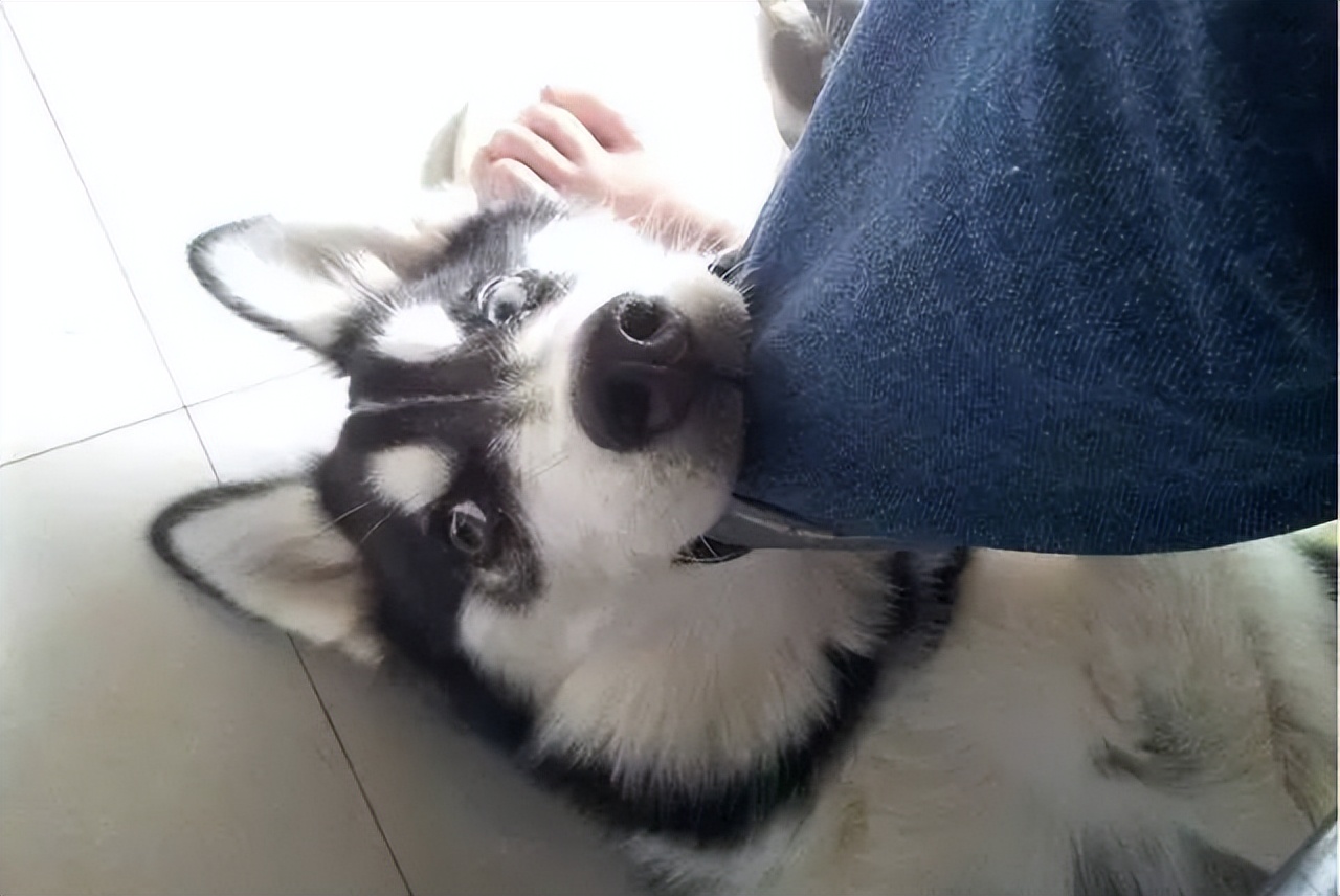 狗狗为什么喜欢轻咬主人,狗狗张嘴轻咬代表什么意思