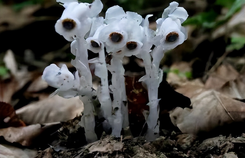 冥界之花为什么叫起死回生的仙草,大量出现冥界之花的预兆