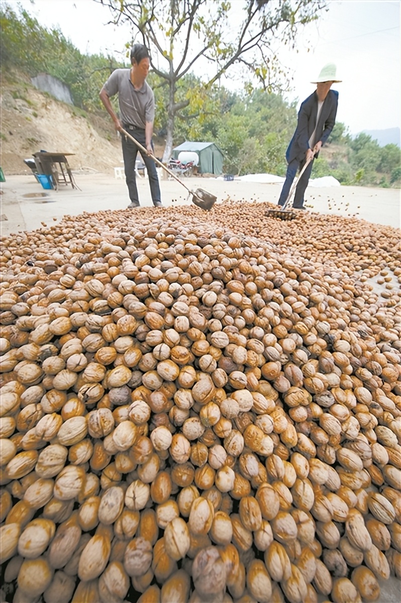四川核桃产业发展,蓬勃发展行业素材