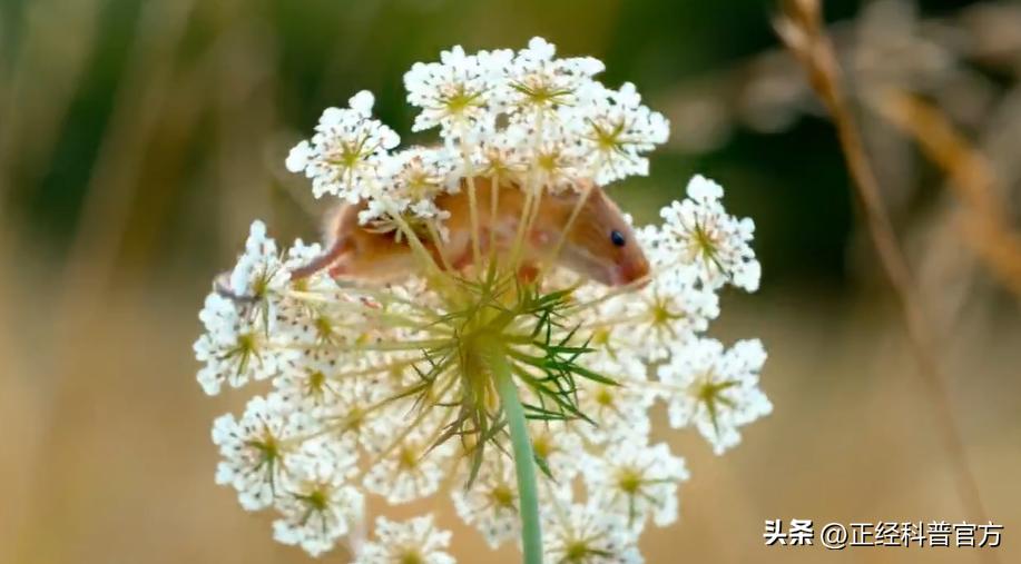 自然界中逆天的动物,大自然中智商高的动物