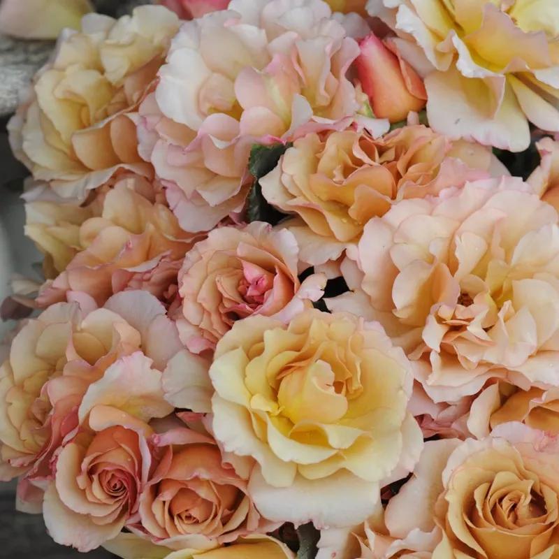 常见切花月季一览（45）