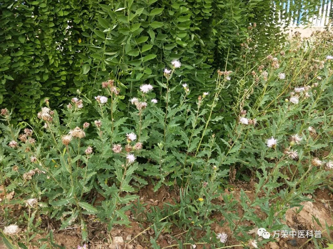 植物幼苗的发展过程详细,植物的幼苗在生长过程中