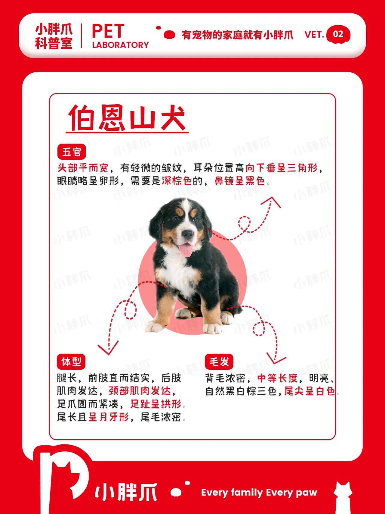 挑选小型犬需要注意什么,大型犬日常生活常识大全