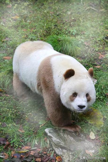 七仔是秦岭熊猫还是四川熊猫,七仔在熊猫界的地位