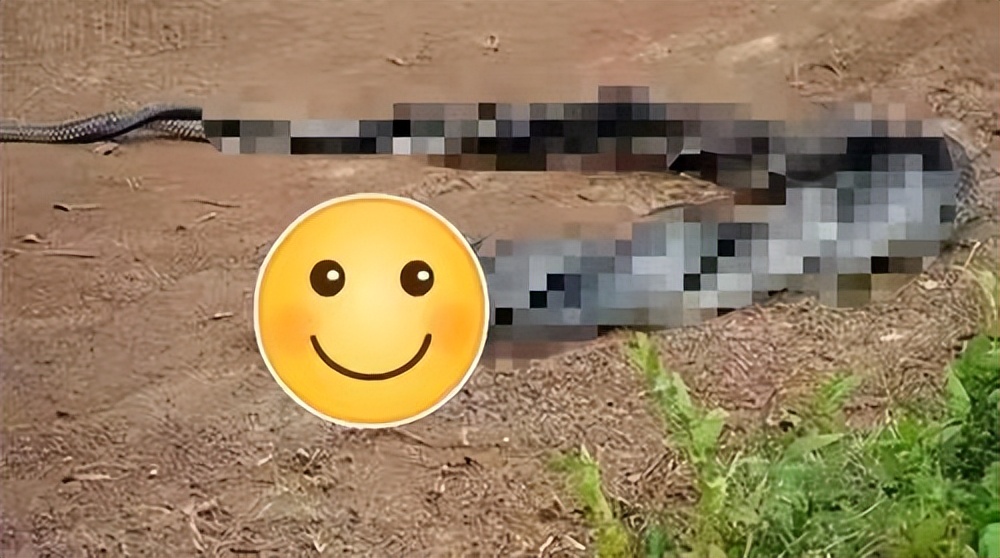 雌蛇有雄性生殖器吗,雌蛇是有性生殖吗