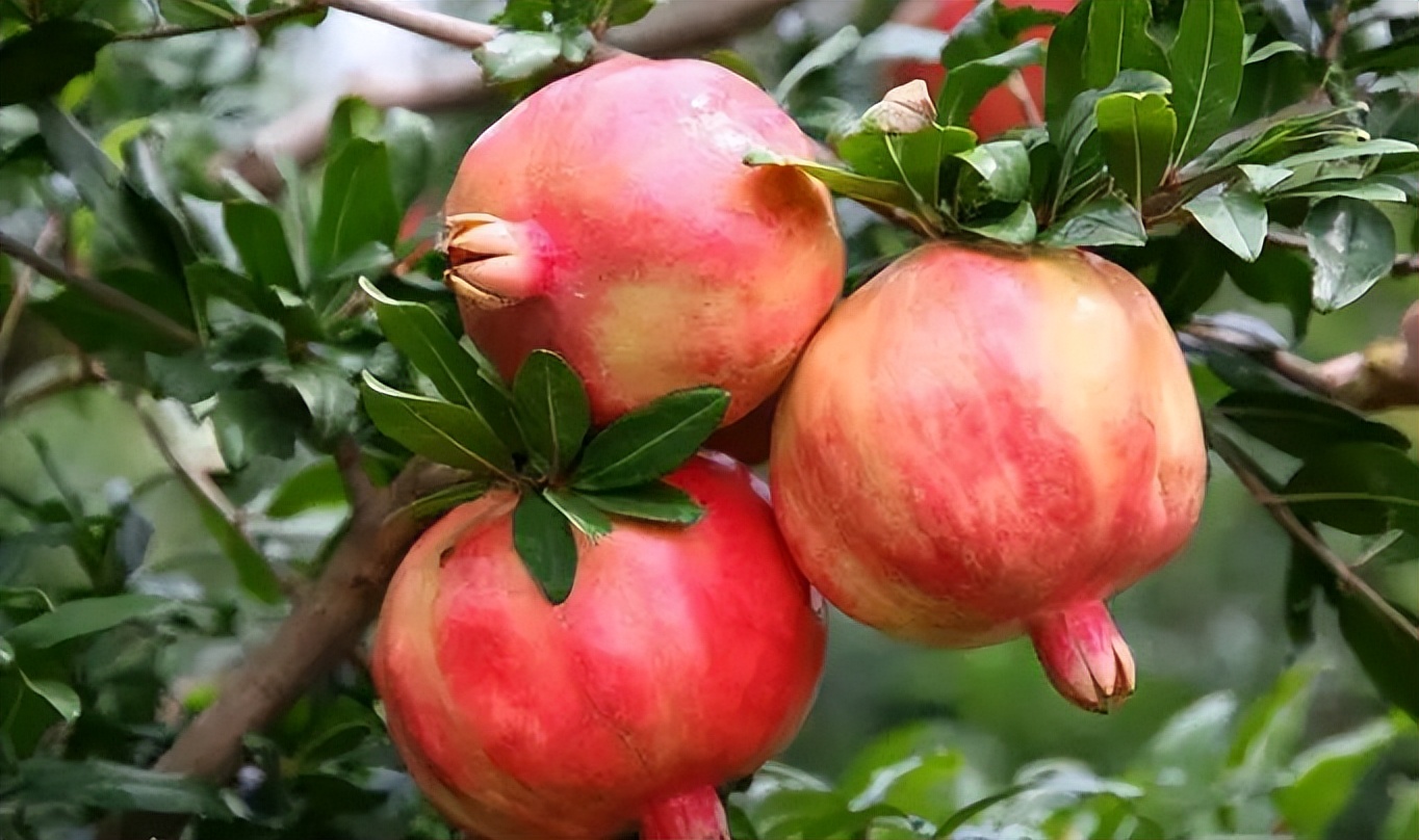 植物识别小口诀，总结的太全了！