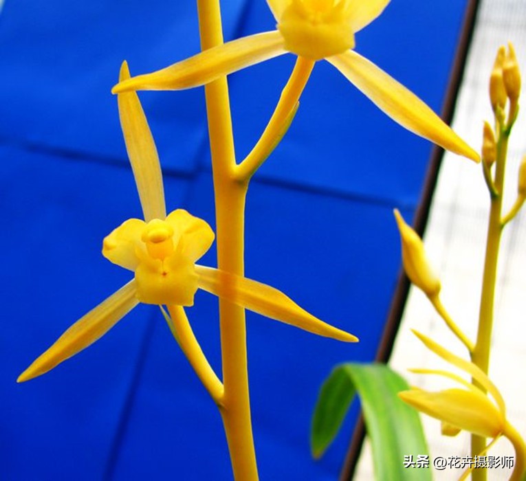 此兰被誉为国兰双圣,此兰是国兰第一名品