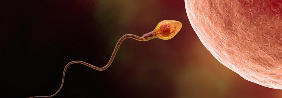 精子的活动轨迹讲解,精子的轨迹分析