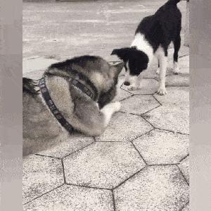 边境牧羊犬你真的了解吗,盘点边境牧羊犬的聪明行为