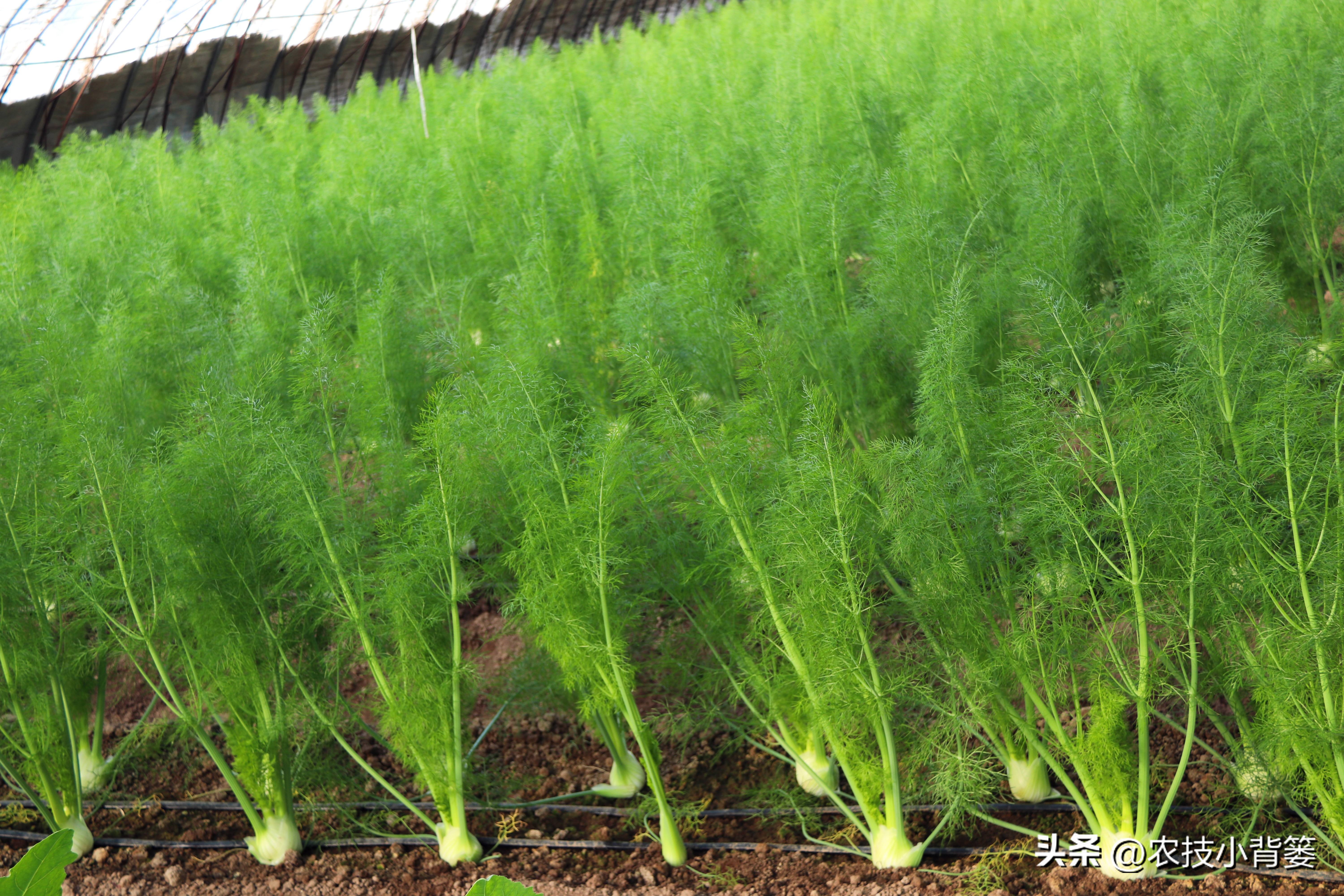 茴香的种植管理技术,茴香怎么种植小技巧简单