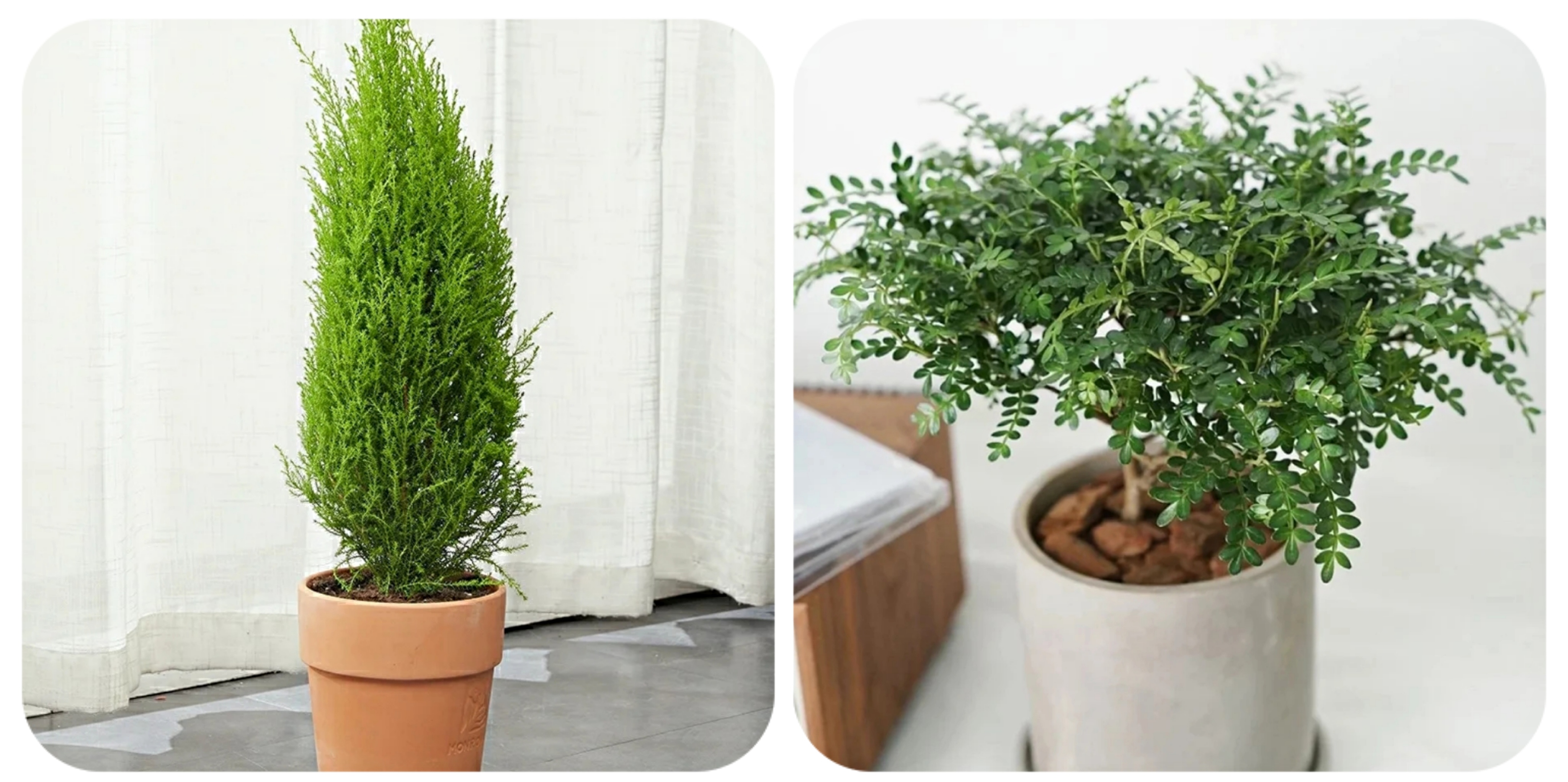 100种花能养在阳台上，50种开花的，40种绿植，10种蔬果