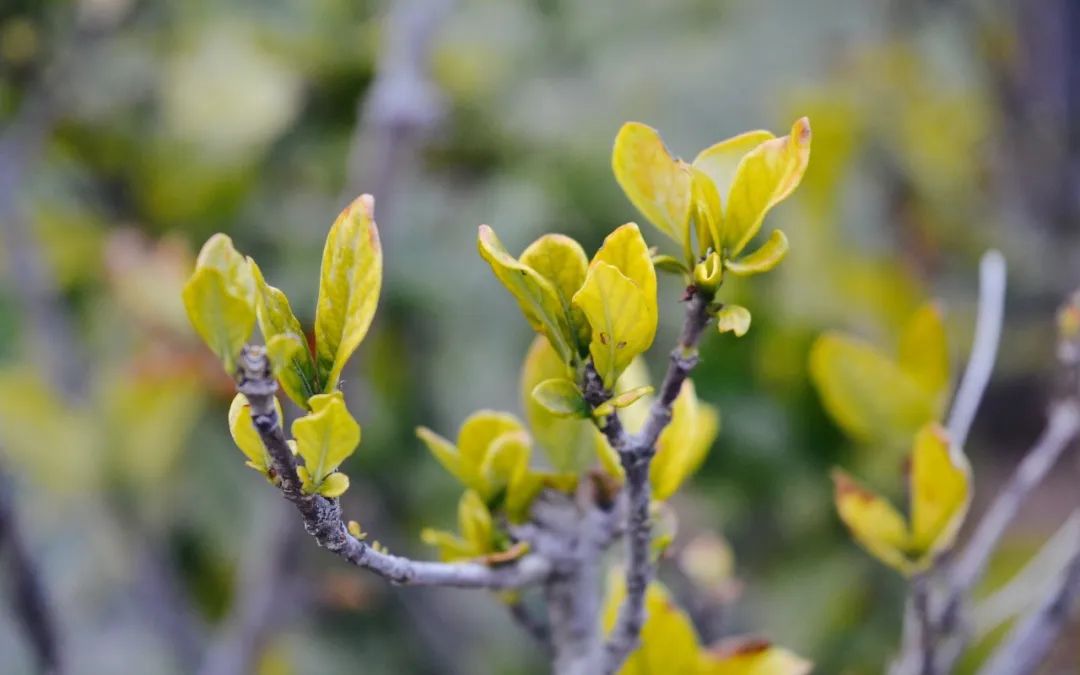 天格实木地板简约风格,大自然原木风地板推荐