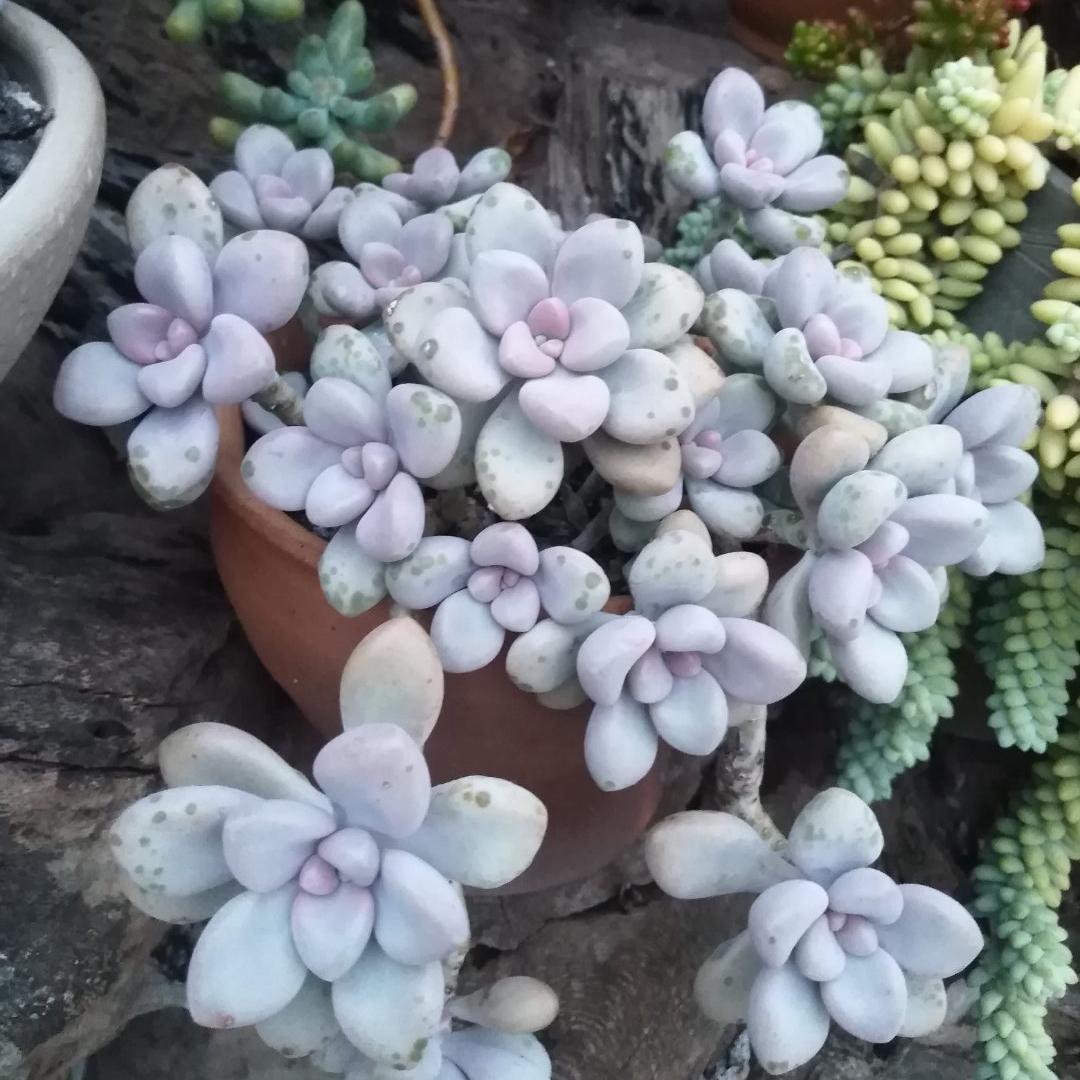 春天如何拯救掉光叶片的多肉,夏季要不要把多肉的枯叶去掉