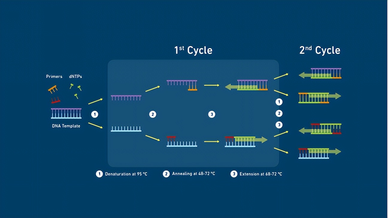 用水做pcr会怎样,用纸杯子能做饮水机