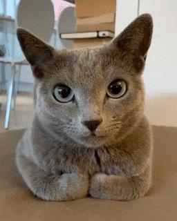 俄罗斯蓝猫法国蓝猫英国蓝猫,欧系俄罗斯蓝猫