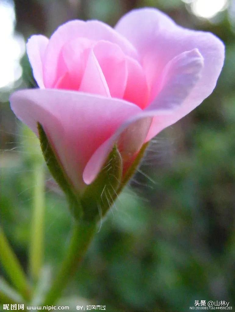 五颜六色的花朵养眼舒心,灵动秀美的花朵图片