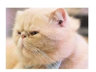 泪痕的预防和消除,泪痕猫护理