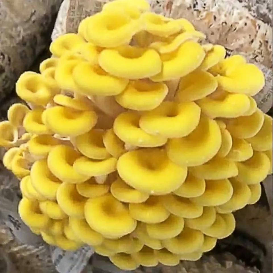 怎么在家用小材料种蘑菇,在家种蘑菇养蘑菇真有趣