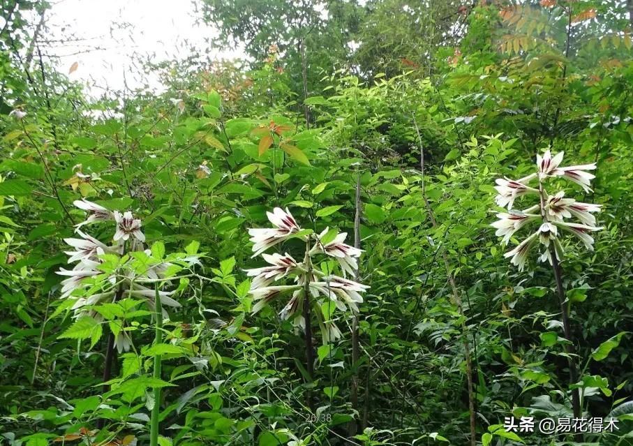 不可思议！高达两米壮观美丽的“百合王子”——大百合