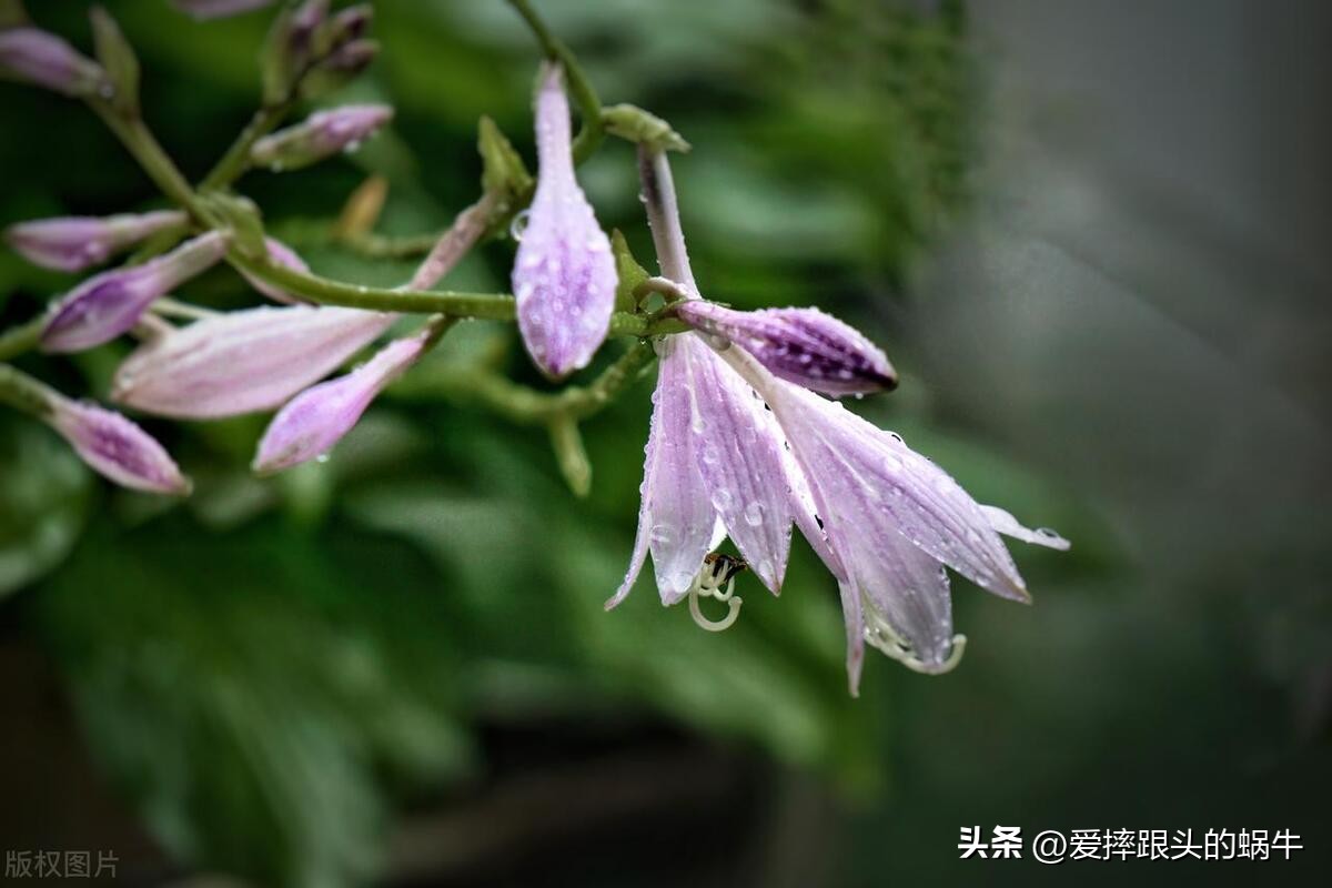 十二花神图谱完整版,工笔画十二花神欣赏