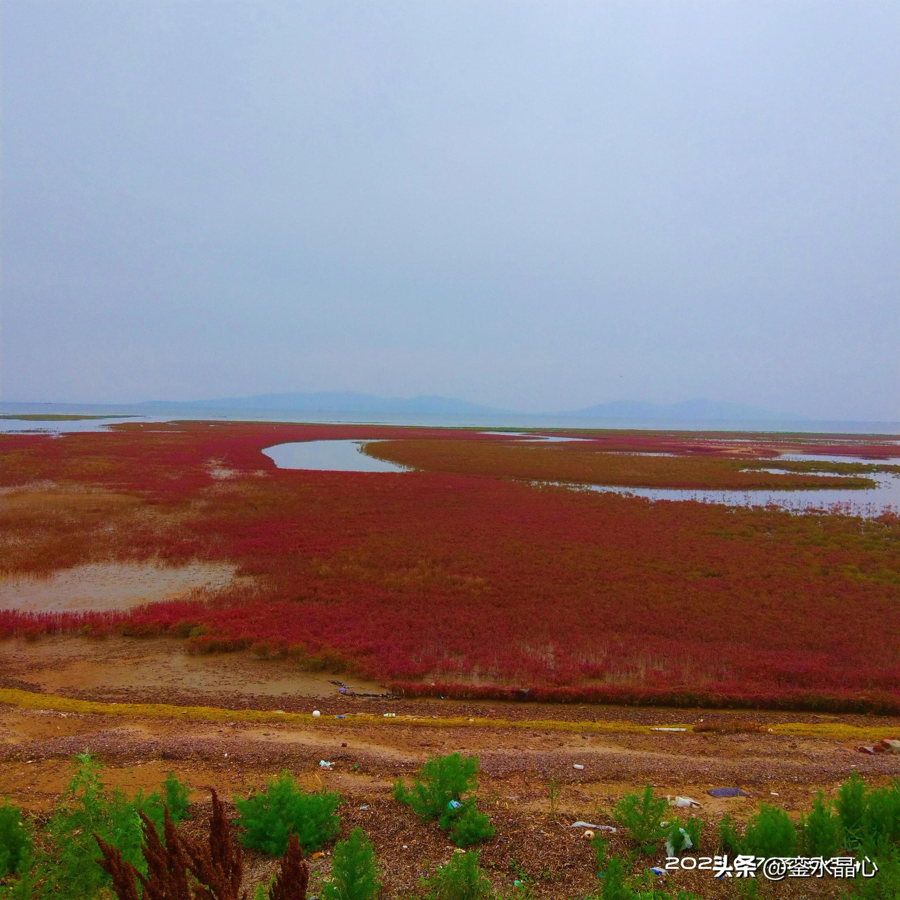 兴城红海滩值得去吗,兴城红海滩十月一日去红吗