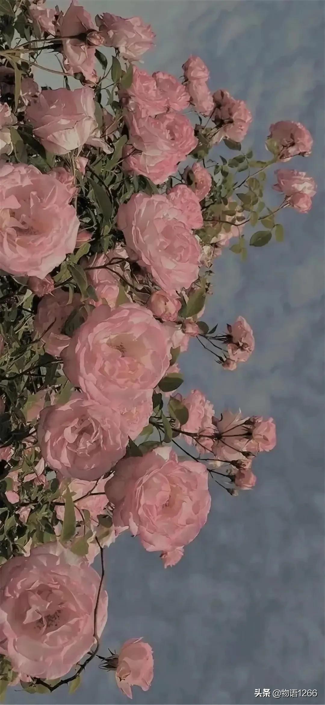 我将玫瑰藏在身后风起风落壁纸,我将玫瑰藏于身后花店老板壁纸