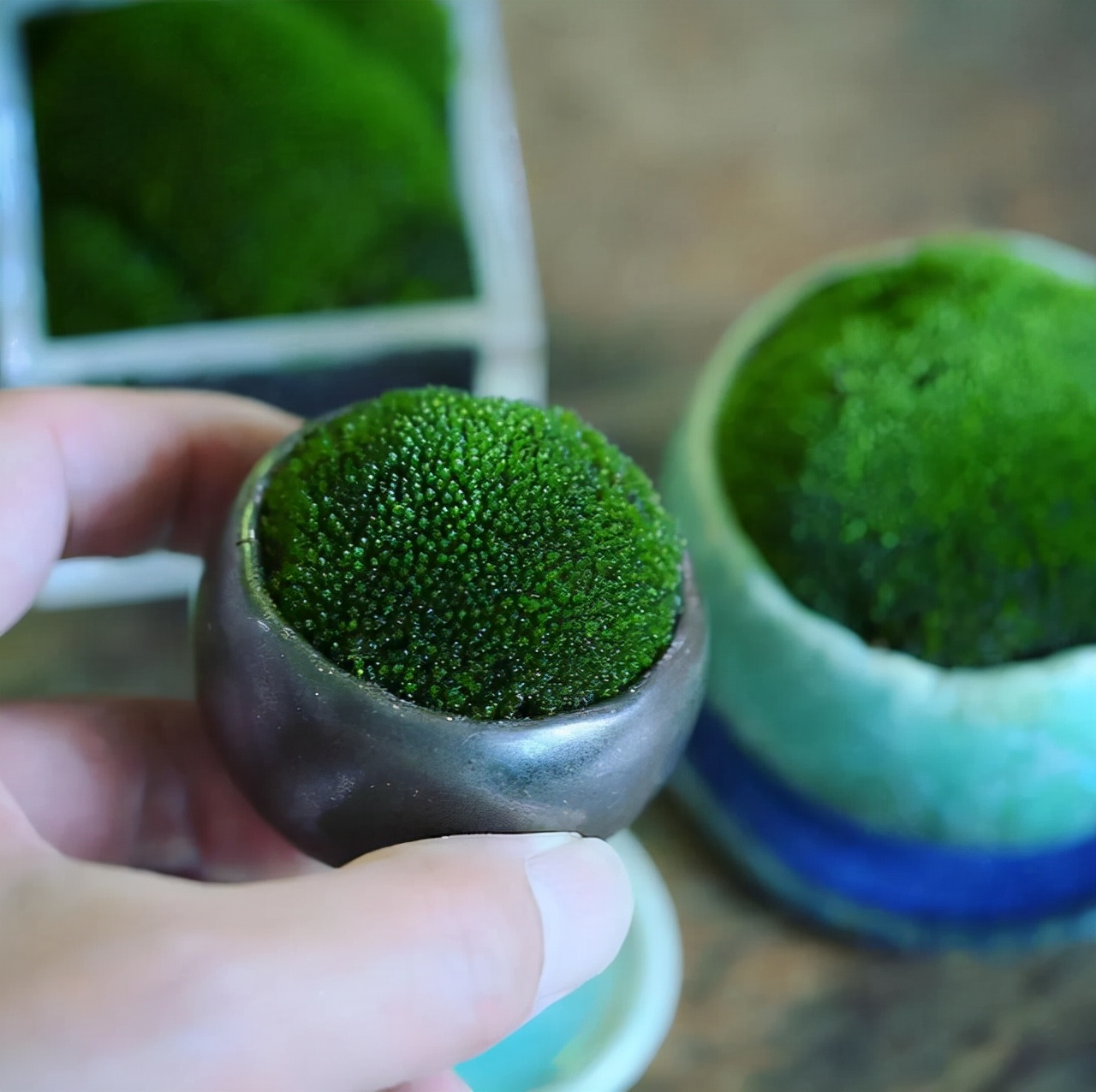 为什么苔藓养不活,苔藓为何养不活