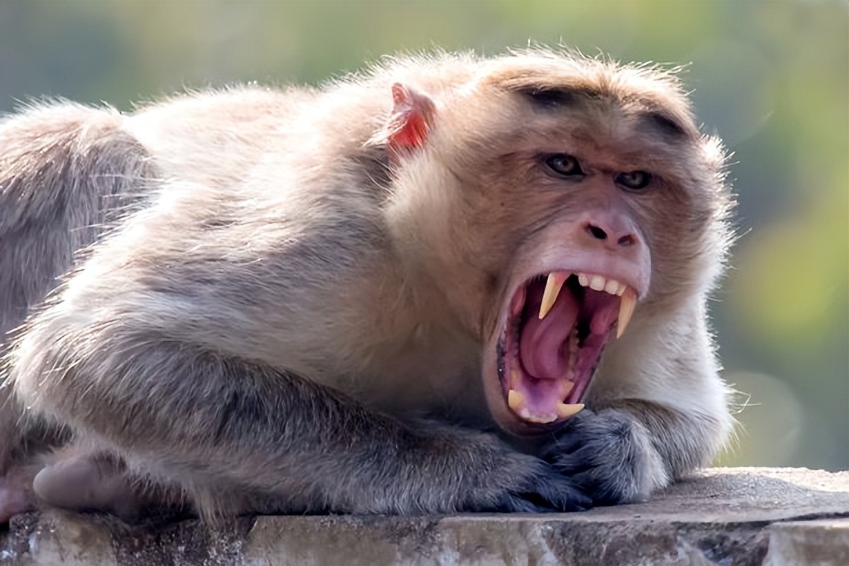 猴王被击毙猴子下跪,猴王被击毙所有猴子一哄而散