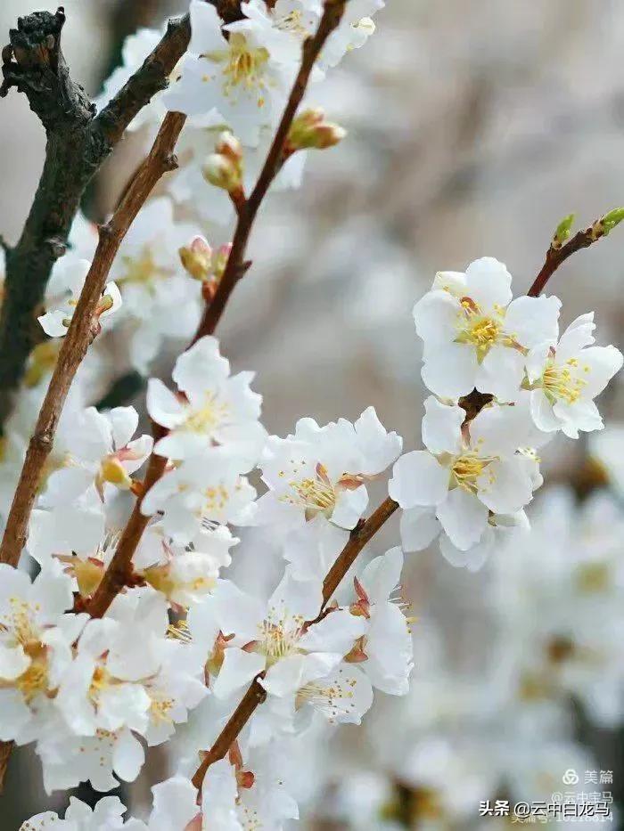 张甫升七律诗欣赏,张甫升七律组诗