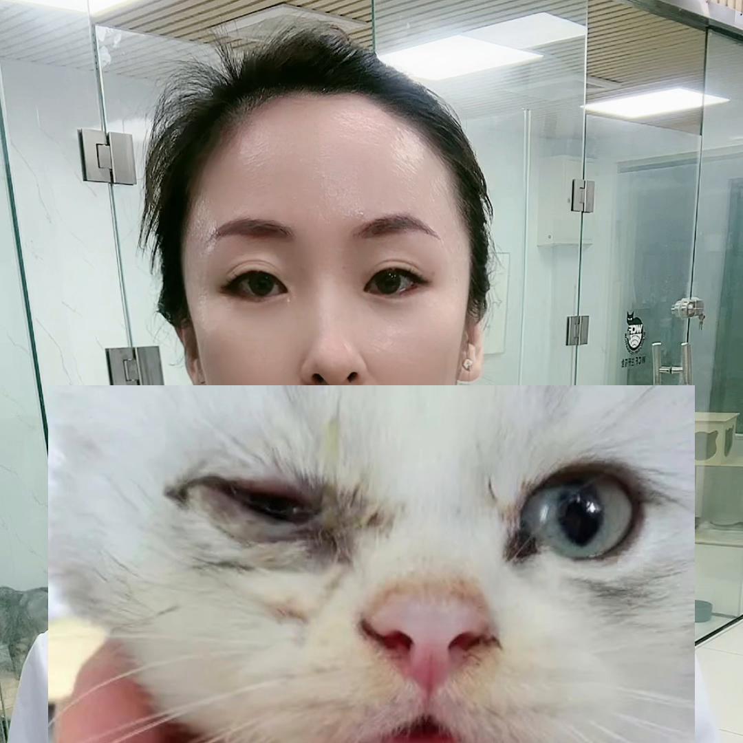 新手养猫小知识养猫必看,养猫平替小技巧