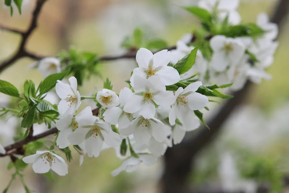 染井吉野樱花是什么樱花,大岛樱花和染井吉野樱的区别