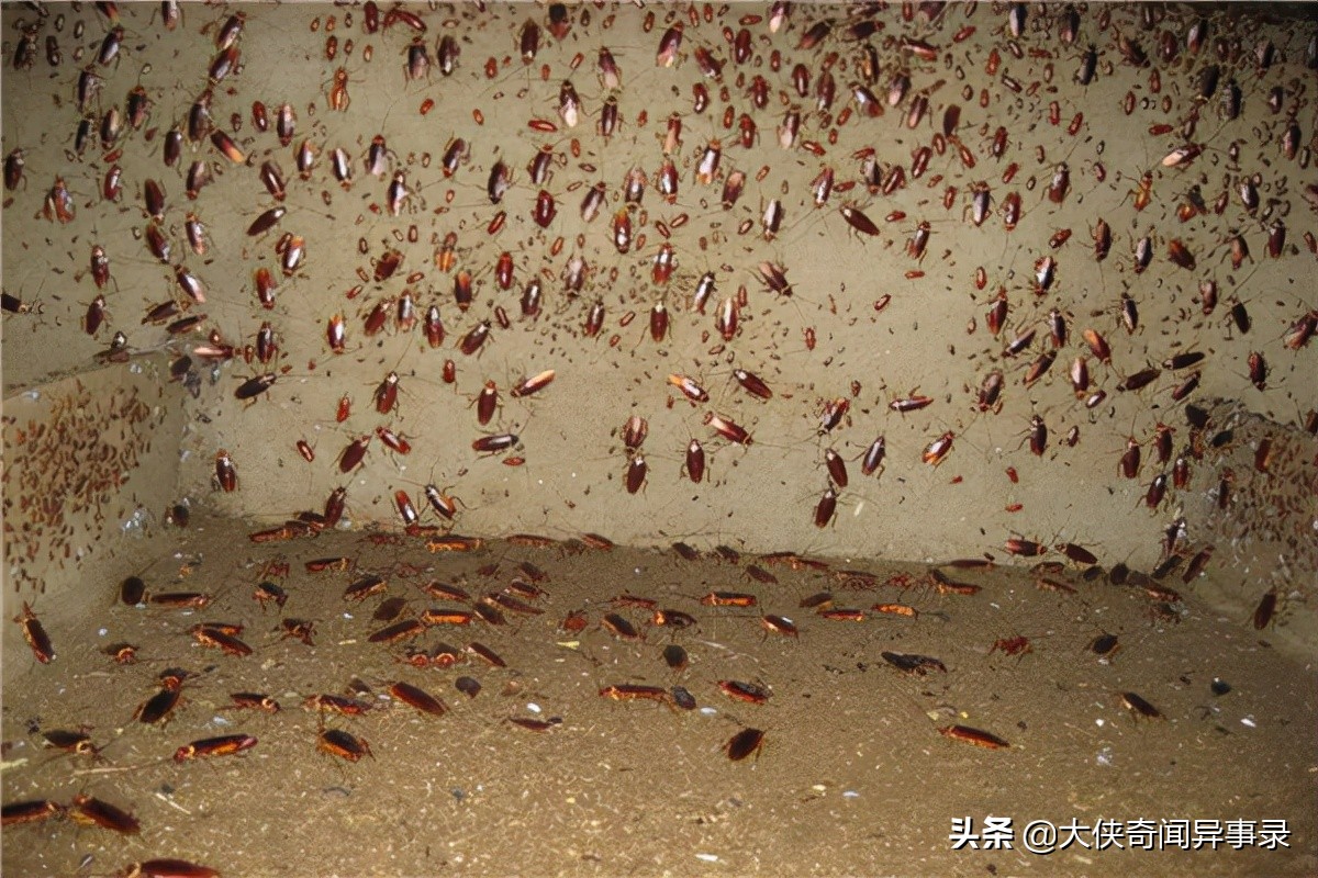 家里蟑螂多如何灭蟑螂,有蟑螂怎么办灭蟑螂最有效的方法