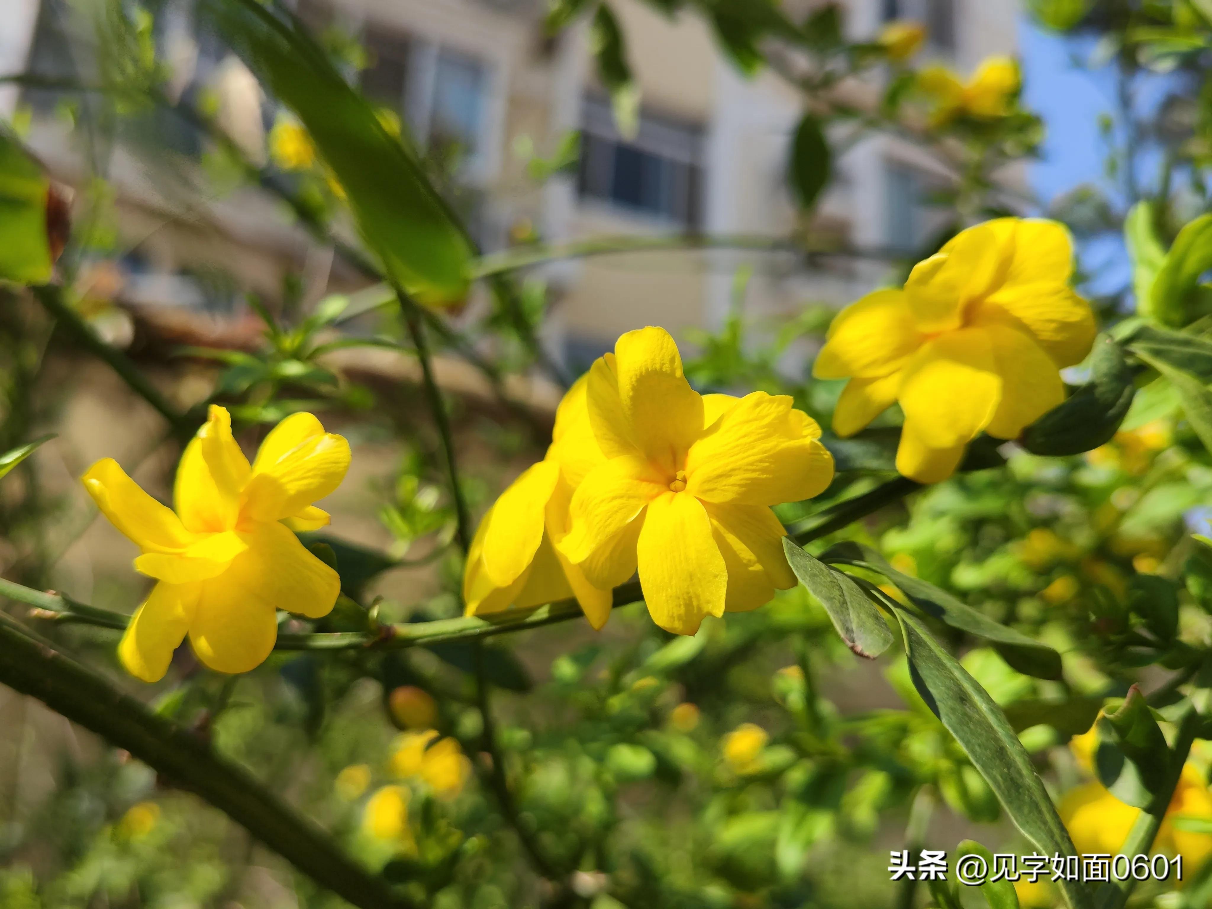 一日一花·野迎春
