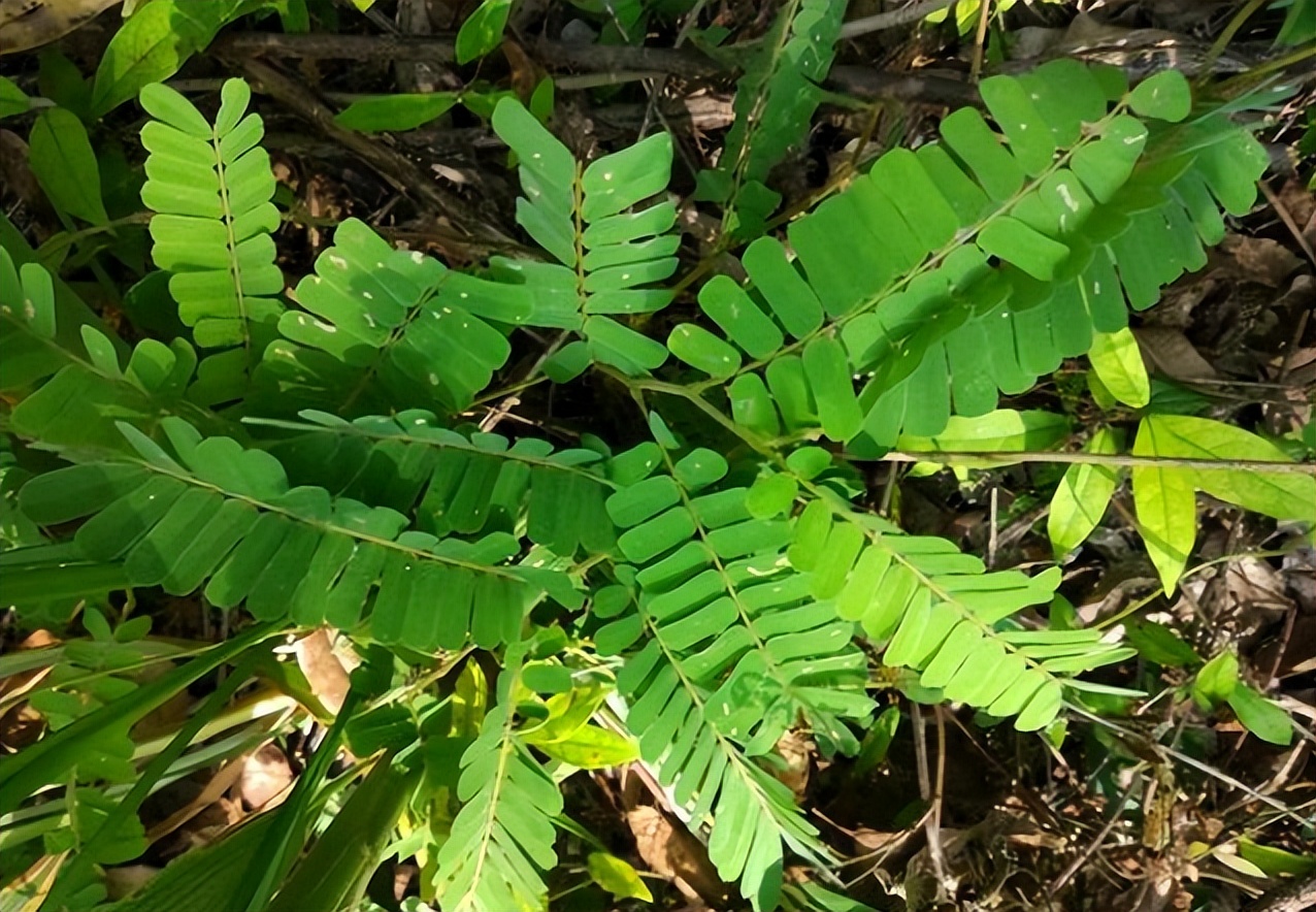 广东人爱吃的10道经典广东靓汤,广东人最喜欢喝的十款炖汤