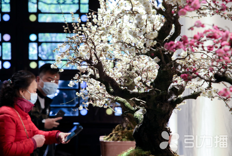 中国赏梅好去处苏州赏梅花,苏州十大赏梅胜地你去过几个