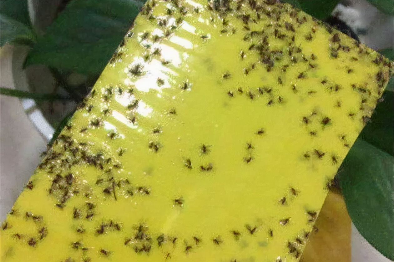 怎么杀花盆里的小黑飞最有效,消灭花盆里小黑飞最简单的方法