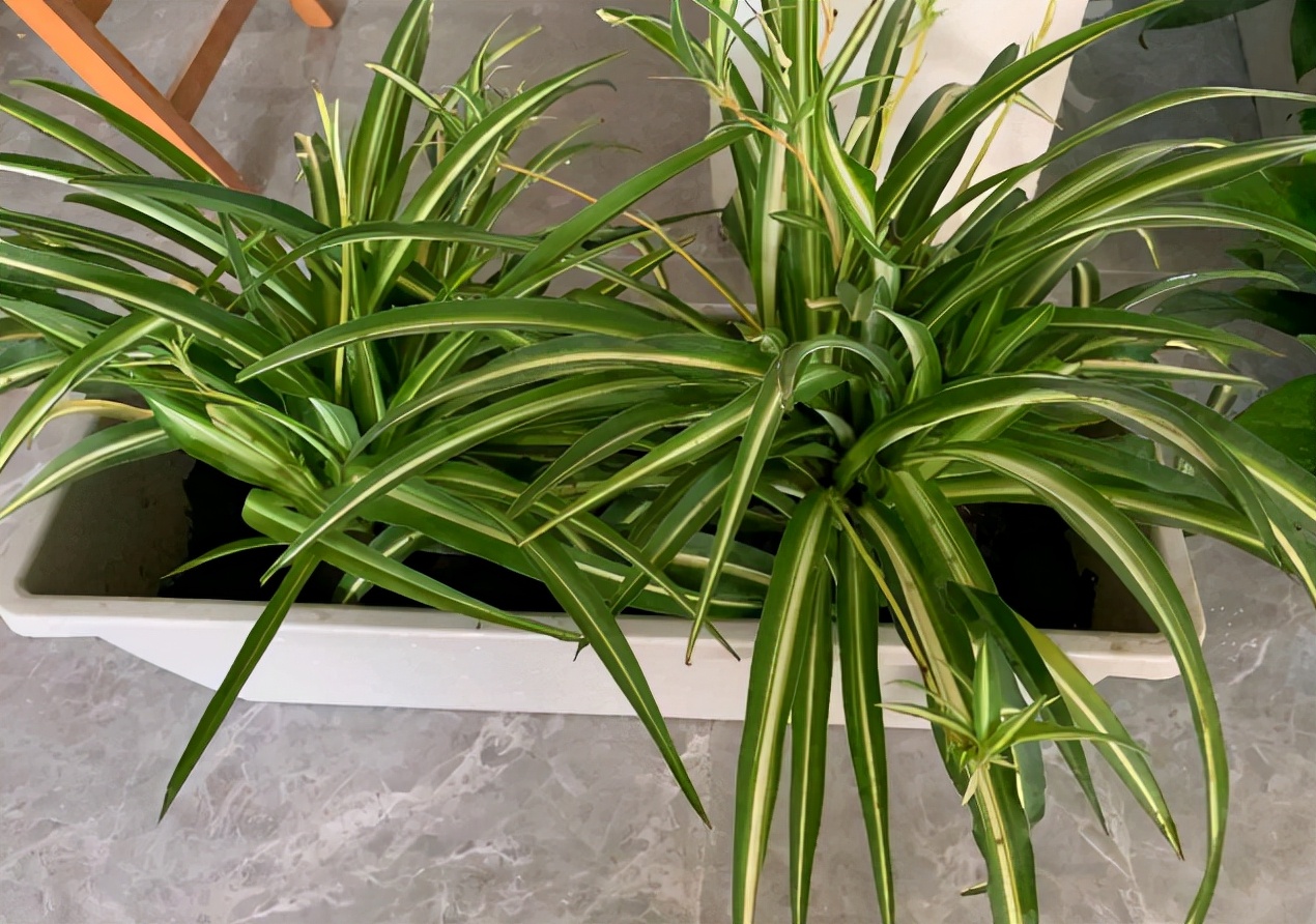 我家卫生间被一种植物“占领”了……