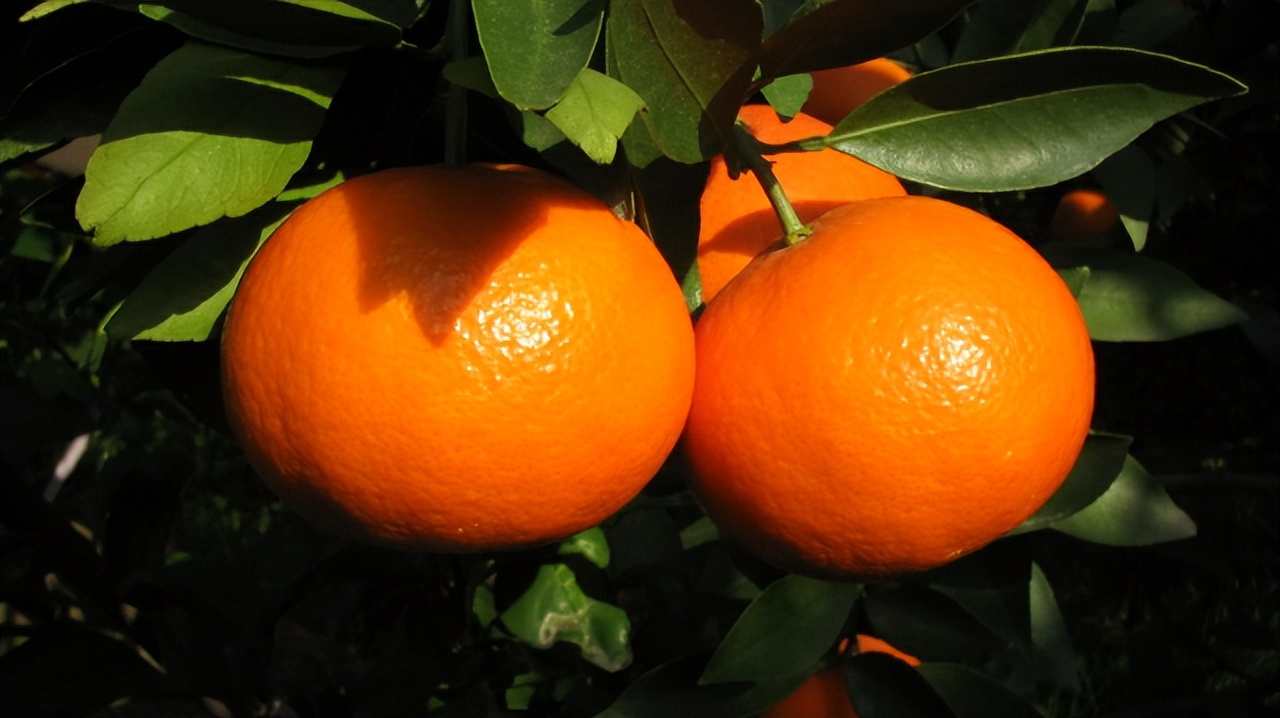 第五届农产品地理标志品牌,浙江知名农产品品牌