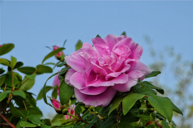 平阴玫瑰花原创包装设计,平阴玫瑰花生产厂家电话