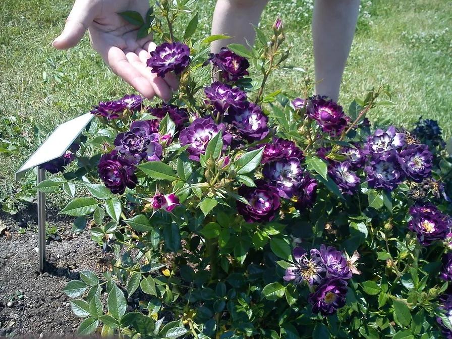 蓝色梦想树月季,蓝色梦想与什么蓝月季一样