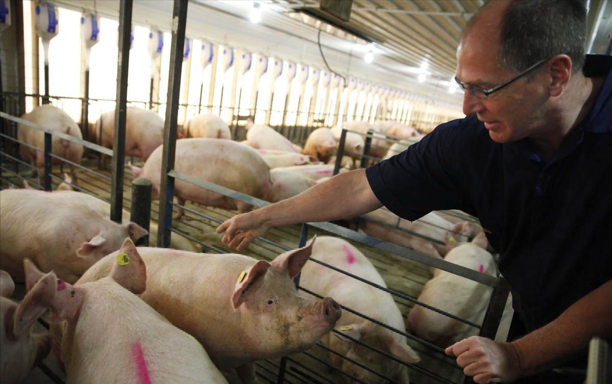 各国禁止瘦肉精的法规,美国为什么养猪用瘦肉精