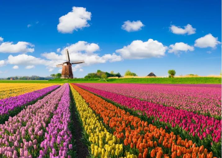 仙人掌墨西哥国花,仙人掌哪个国家的国花