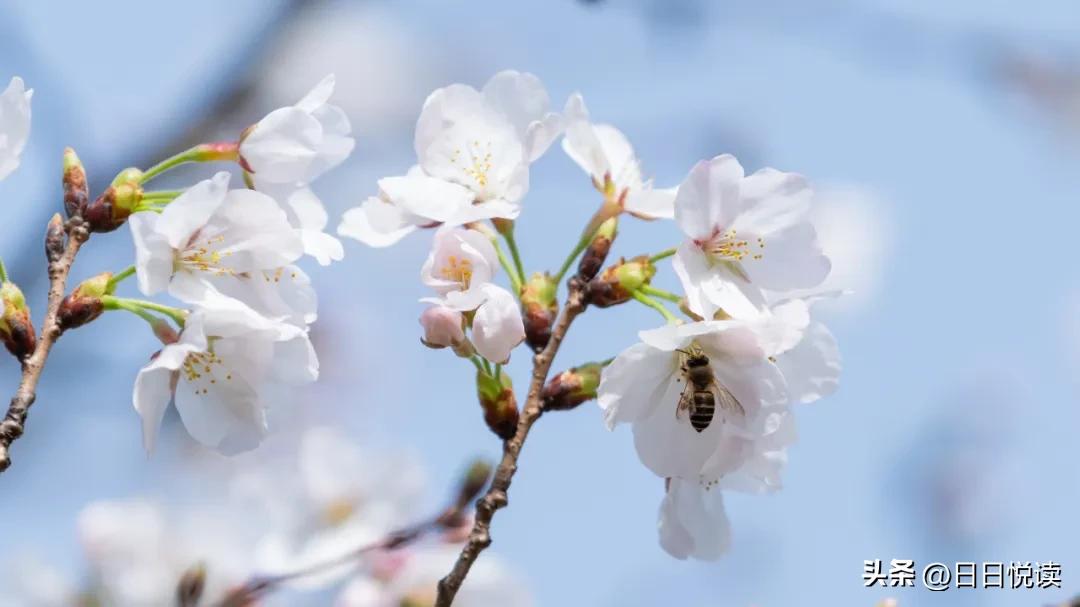 湖北荆州：石首“繁花”上大分↑即将刷爆朋友圈！