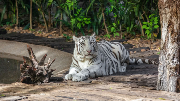 住野趣C位-广州长隆酒店！含高级客房+童趣乐园+广州长隆园区门票